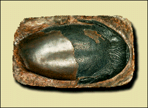 Foto: Fossil av undersidan av Pteraspis vogli frn Devontiden.