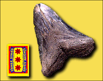Foto: Jättelik fossil hajtand från Hisingen, Göteborg.